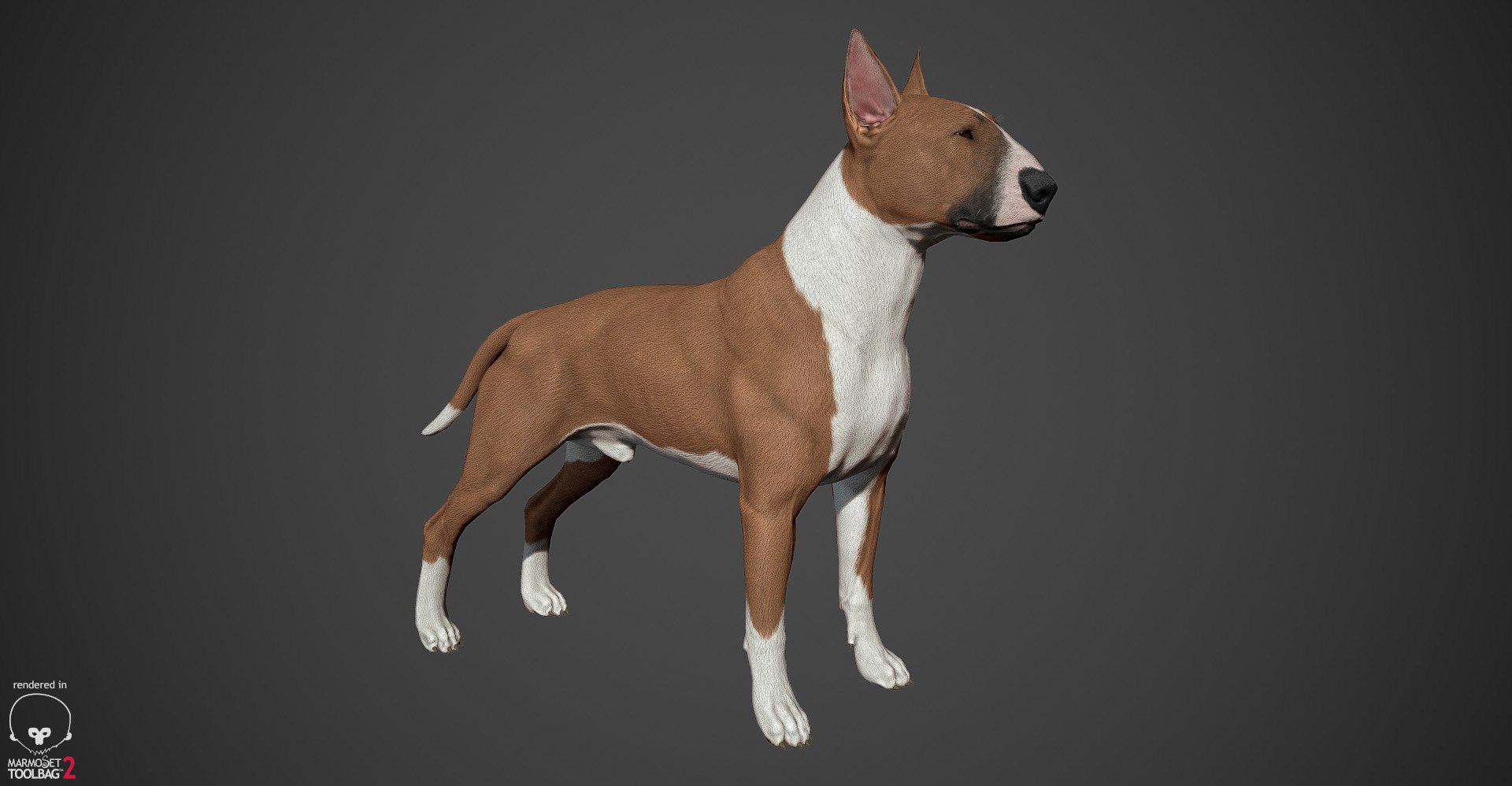 bull terrier real-time real time 3d model https://p.turbosquid.com/ts-thumb/Wd/3Yk1oB/kTmWTDTS/bullterrier_marmoset_002/jpg/1470401184/1920x1080/fit_q87/8a2c4ace91c521a474ff5ba24474b289c66a2503/bullterrier_marmoset_002.jpg