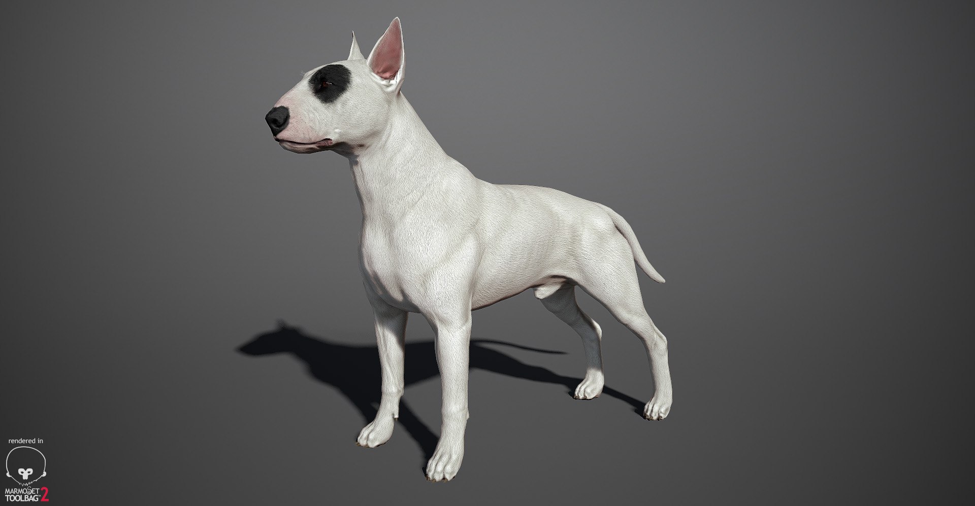 bull terrier real-time real time 3d model https://p.turbosquid.com/ts-thumb/Wd/3Yk1oB/m98hUBIZ/bullterrier_marmoset_a/jpg/1470401185/1920x1080/fit_q87/e5b599d6f872d54e9bb9fe936bc79fd950979af8/bullterrier_marmoset_a.jpg