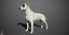 Bull Terrier Real-Time