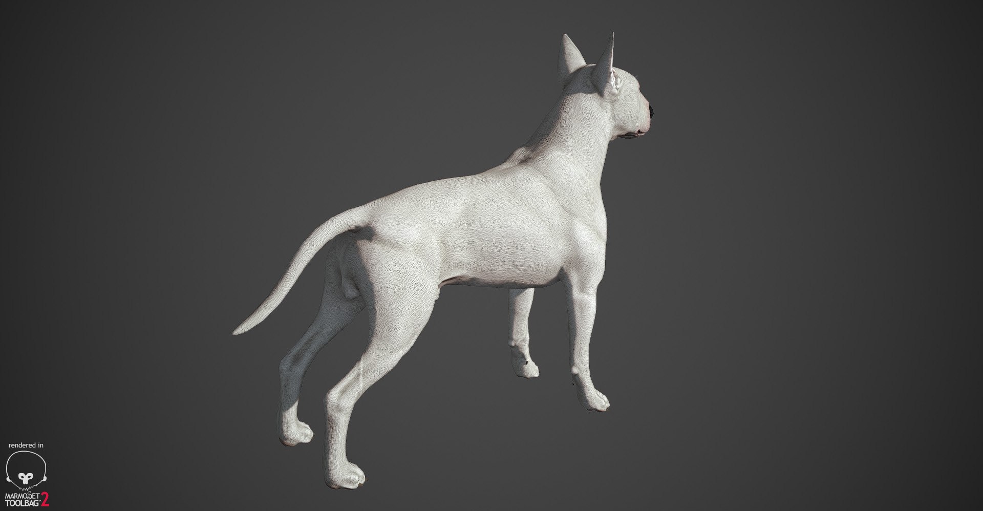 bull terrier real-time real time 3d model https://p.turbosquid.com/ts-thumb/Wd/3Yk1oB/oXXHZJ3W/bullterrier_marmoset_005/jpg/1470401184/1920x1080/fit_q87/c1833cf55738f34179f53c050296974d7af24f76/bullterrier_marmoset_005.jpg