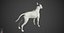 Bull Terrier Real-Time