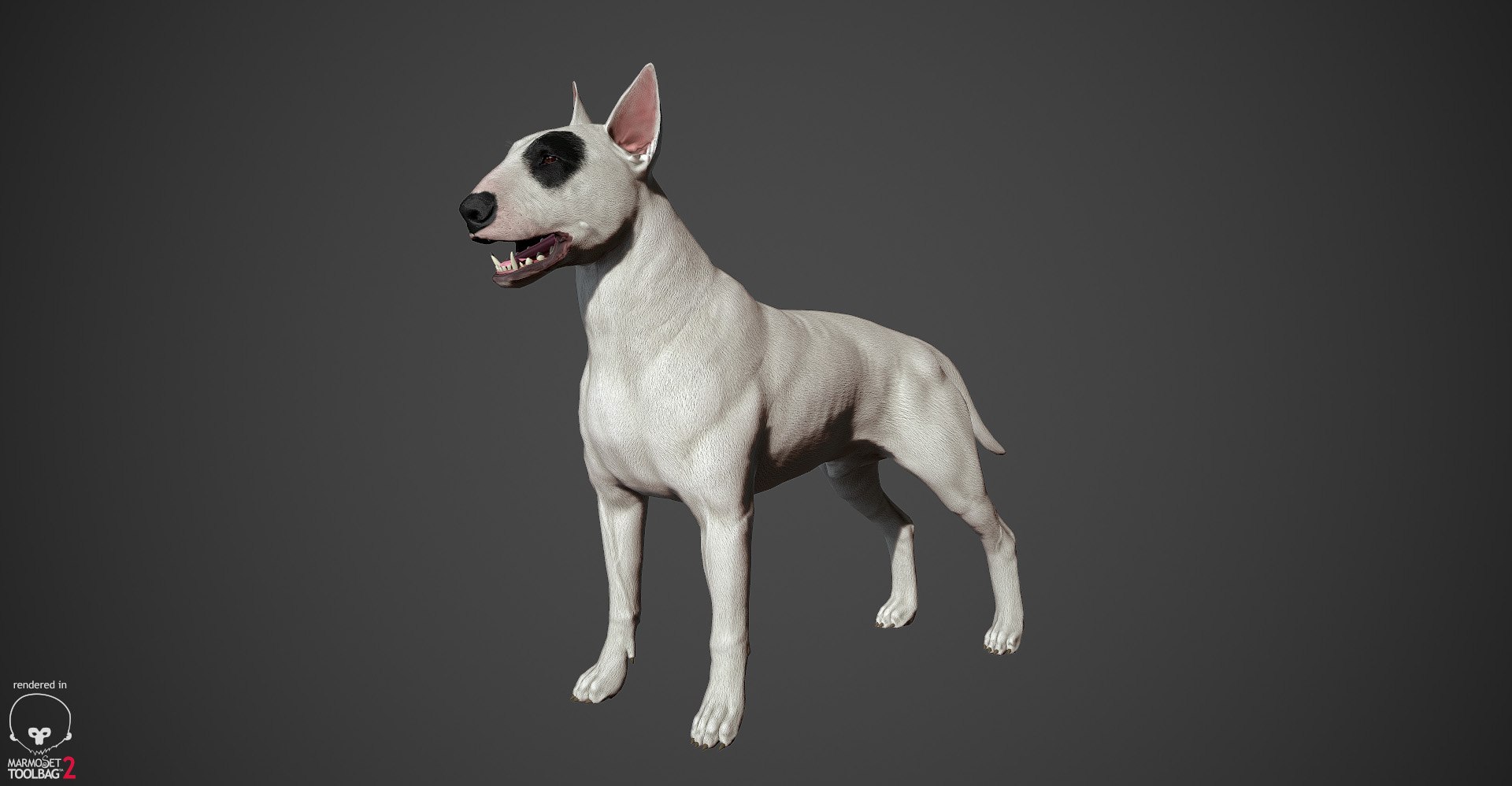 bull terrier real-time real time 3d model https://p.turbosquid.com/ts-thumb/Wd/3Yk1oB/uChTjovY/bullterrier_marmoset_016/jpg/1470401185/1920x1080/fit_q87/f869a97b42369be4df67ff3d683468136e225de7/bullterrier_marmoset_016.jpg