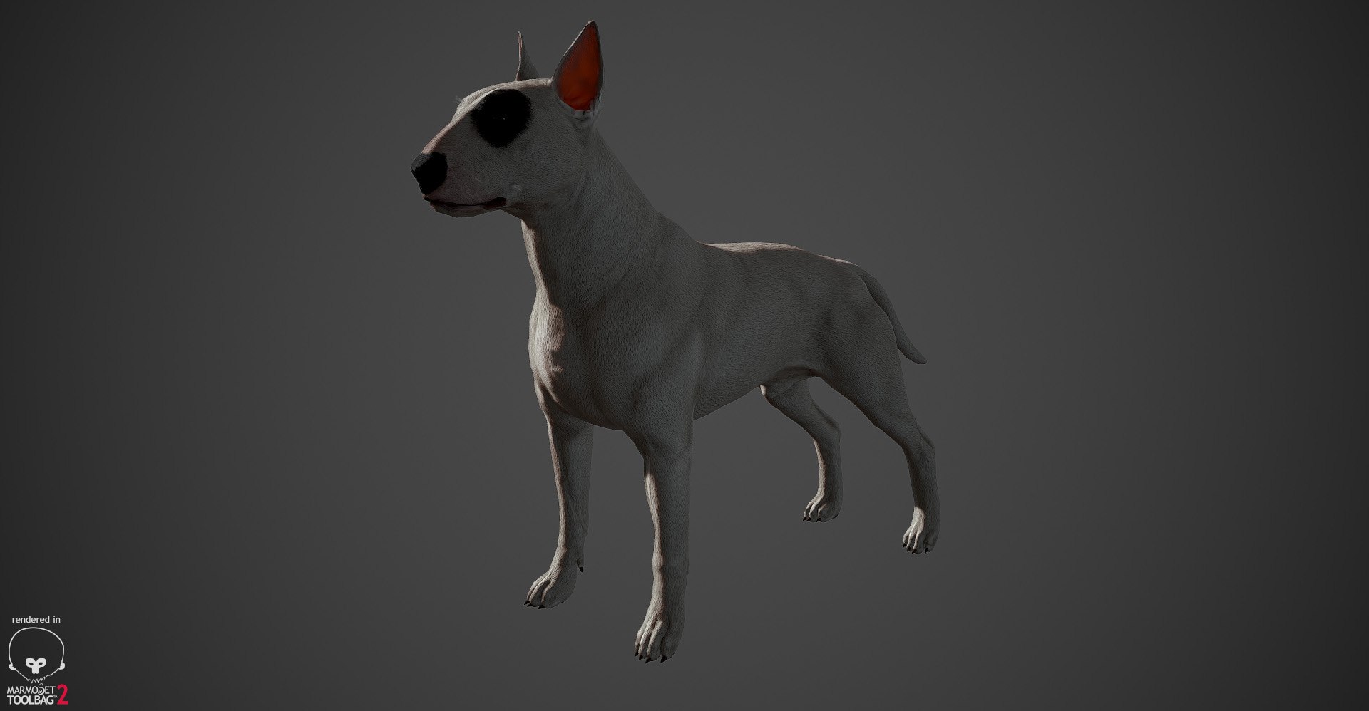bull terrier real-time real time 3d model https://p.turbosquid.com/ts-thumb/Wd/3Yk1oB/uxYf56Hf/bullterrier_marmoset_008/jpg/1470401184/1920x1080/fit_q87/a9daacce26f0134b38c16386a09b7e1beaaf39bf/bullterrier_marmoset_008.jpg