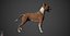 Bull Terrier Real-Time