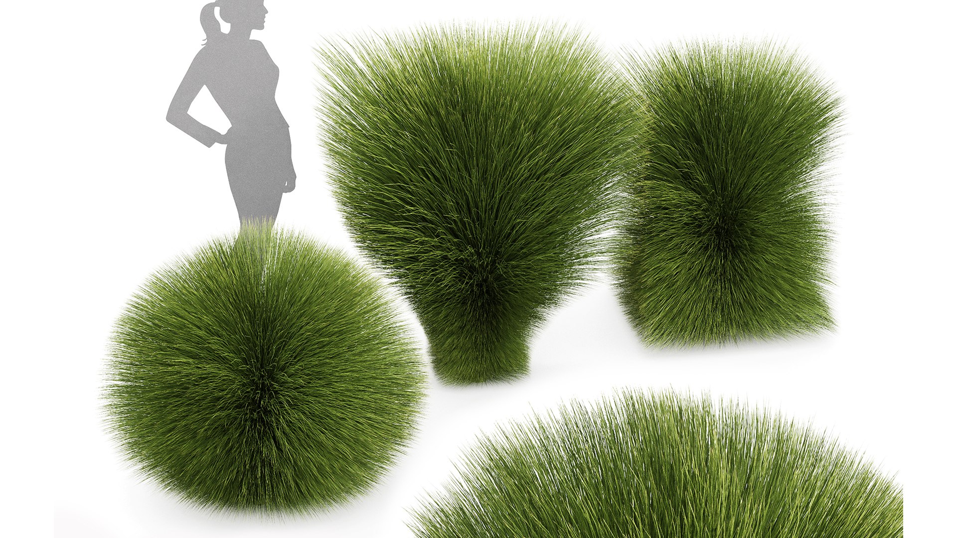 3D model Maiden Grass Miscanthus sinensis Gracillimus Tuin Grassen https://p.turbosquid.com/ts-thumb/Wd/A6mNeO/0U/z02/png/1719403491/1920x1080/fit_q87/d728926e9bb2ce80995c3953415f530388d216b1/z02.jpg