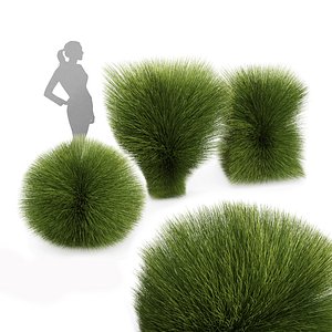 3D model Maiden Grass Miscanthus sinensis Gracillimus Tuin Grassen