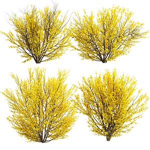 Forsythia Shrub Collection Vol 295-Yellow flowering bush