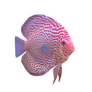 Gold Leopard Discus Fish