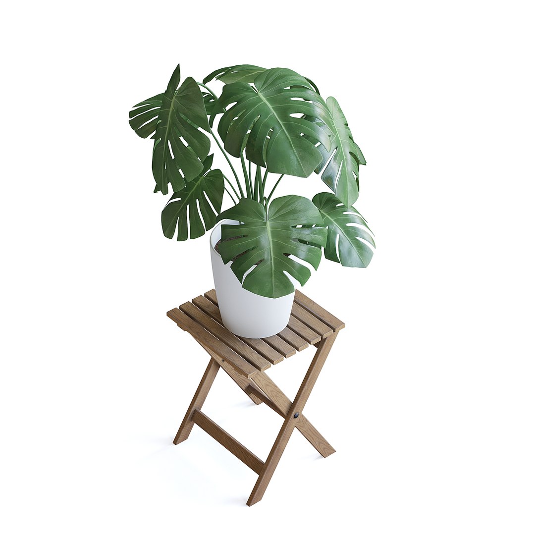Monstera Plant 3D model https://p.turbosquid.com/ts-thumb/Wd/HxeviX/GI/monstera_plant_4copy/jpg/1644864083/1920x1080/fit_q87/89ad2f1d41d55748be8b1d0ca4fd93bc3349d373/monstera_plant_4copy.jpg