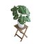Planta Monstera
