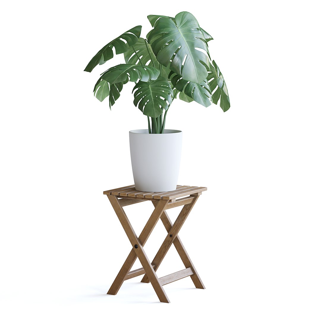 Monstera Plant 3D model https://p.turbosquid.com/ts-thumb/Wd/HxeviX/Lh/monstera_plant_2copy/jpg/1644864082/1920x1080/fit_q87/f8a25dd07774c939d1c48abe27b11c7fd8352783/monstera_plant_2copy.jpg