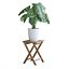 Planta Monstera