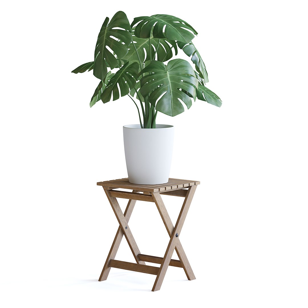 Monstera Plant 3D model https://p.turbosquid.com/ts-thumb/Wd/HxeviX/OI/monstera_plant_1copy/jpg/1644864082/1920x1080/fit_q87/81d16ed1926e91271fb66a777ecedf025c3cfa48/monstera_plant_1copy.jpg