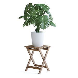Monstera Plant 3D model