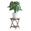 Planta Monstera