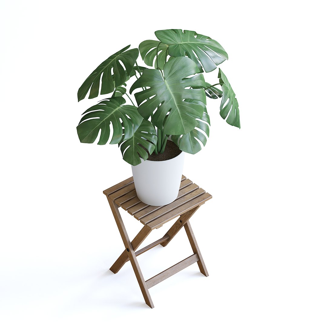 Monstera Plant 3D model https://p.turbosquid.com/ts-thumb/Wd/HxeviX/W6/monstera_plant_3copy/jpg/1644864089/1920x1080/fit_q87/3782259089bf07be6ddfa3855f4ad6acd9a3da1a/monstera_plant_3copy.jpg