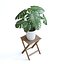 Planta Monstera