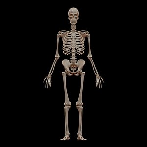 Skeleton Anatomy