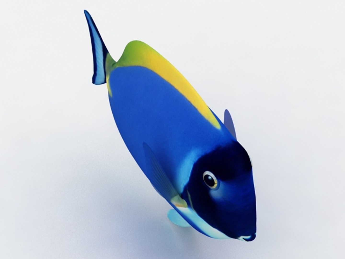 Tang Blue Fish 3d Max
