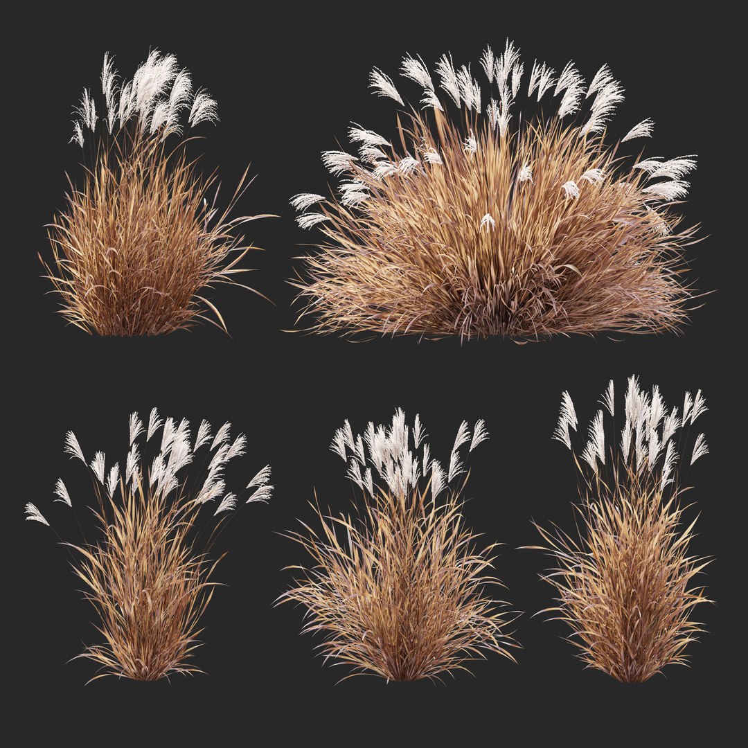 Miscanthus Purpurascens 3D model https://p.turbosquid.com/ts-thumb/Wd/Uj9XZk/6b/miscanthuspurpurascens/jpg/1661784688/1920x1080/fit_q87/c8561b190e0e347080613e0d085b743bc7928a29/miscanthuspurpurascens.jpg