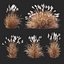 Miscanthus Purpurascens