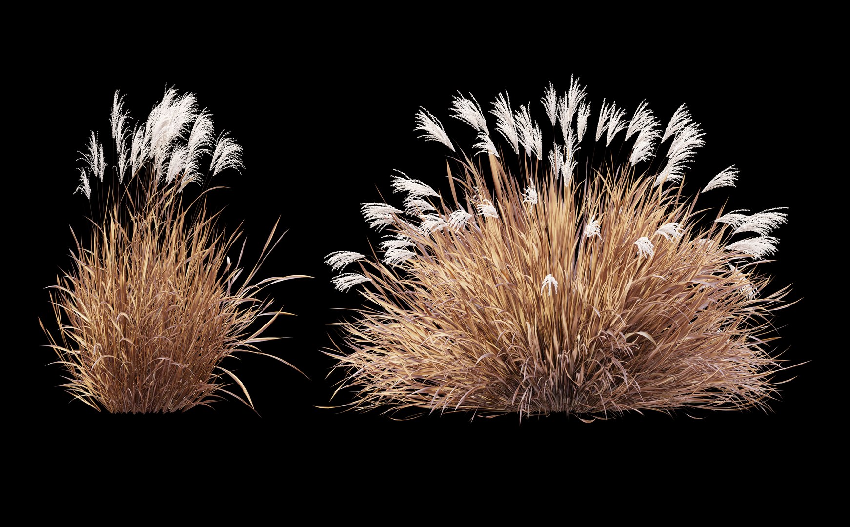Miscanthus Purpurascens 3D model https://p.turbosquid.com/ts-thumb/Wd/Uj9XZk/8Q/preview76fg/jpg/1660369929/1920x1080/fit_q87/e1f2dec4e164f83826f4ef99e3c4ab9b317ed691/preview76fg.jpg