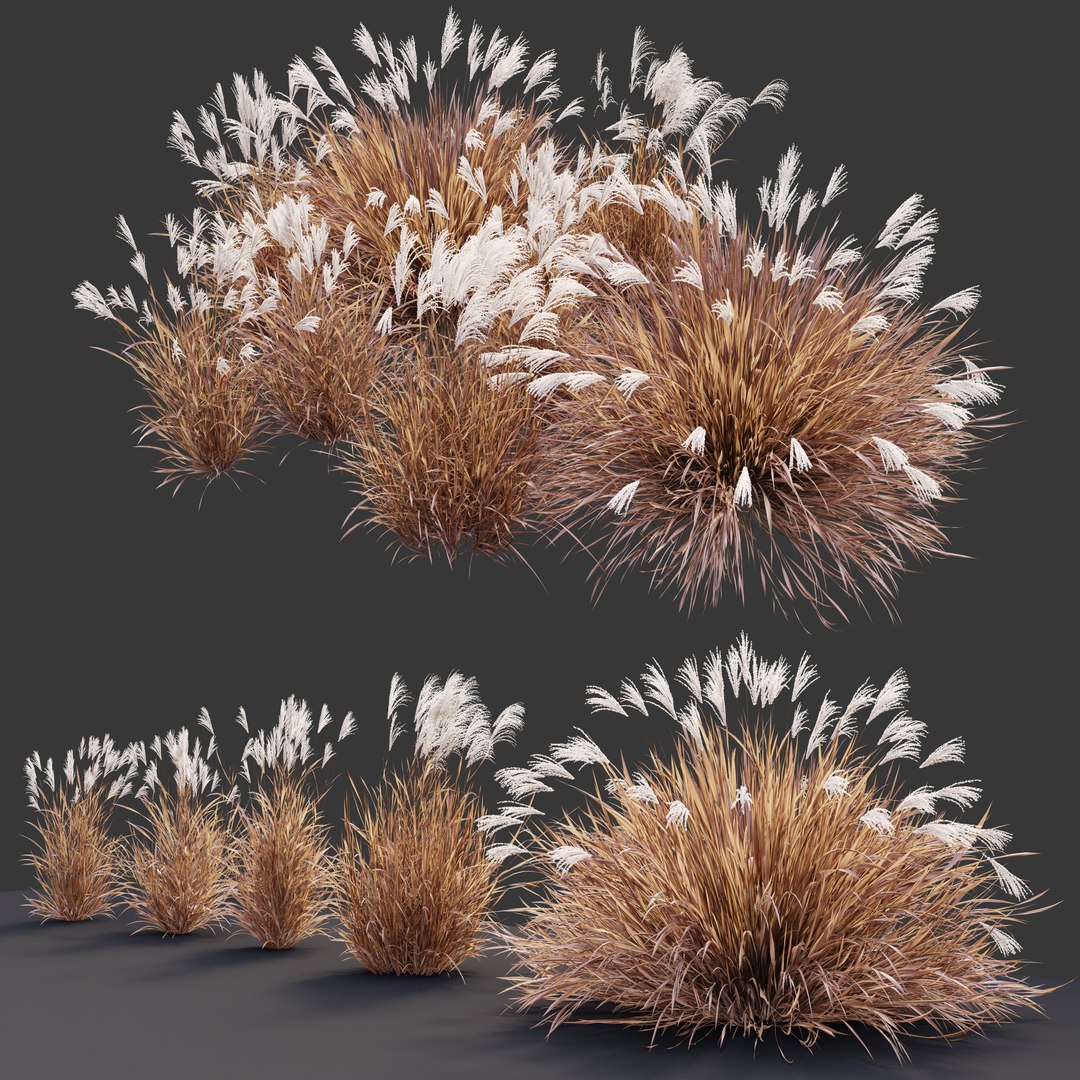 Miscanthus Purpurascens 3D model https://p.turbosquid.com/ts-thumb/Wd/Uj9XZk/9O/preview2dfg/jpg/1660369926/1920x1080/fit_q87/0c29b8b82dfa9e3c284396483db70ba1fb05113b/preview2dfg.jpg