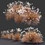 Miscanthus Purpurascens