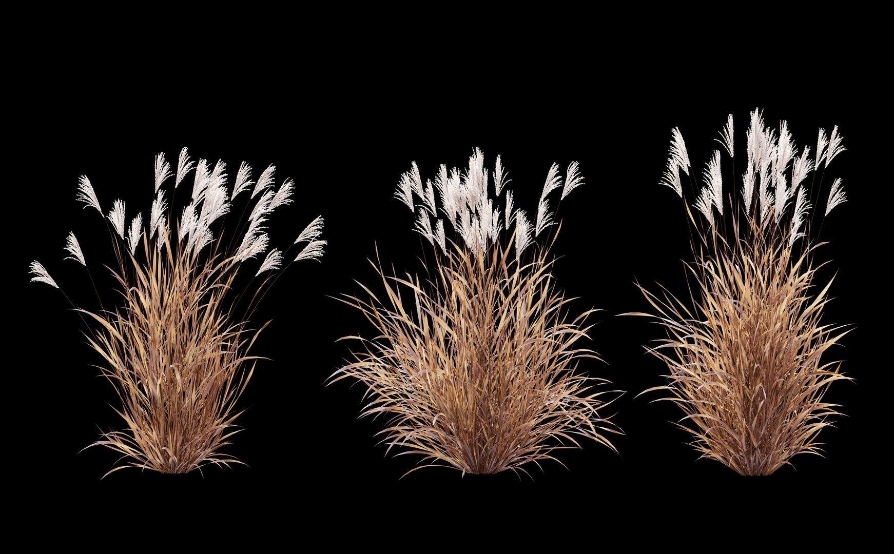 Miscanthus Purpurascens 3D model https://p.turbosquid.com/ts-thumb/Wd/Uj9XZk/N0/preview6fg/jpg/1660369928/1920x1080/fit_q87/983c90e268fc1b8f929c6a0d7cf57aedc20e31cf/preview6fg.jpg