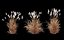 Miscanthus Purpurascens