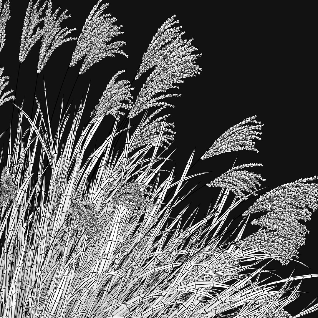 Miscanthus Purpurascens 3D model https://p.turbosquid.com/ts-thumb/Wd/Uj9XZk/j4/preview4fg/jpg/1660369927/1920x1080/fit_q87/01406e368498a3693c3537f922b66ea268d6b60b/preview4fg.jpg