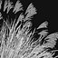 Miscanthus Purpurascens