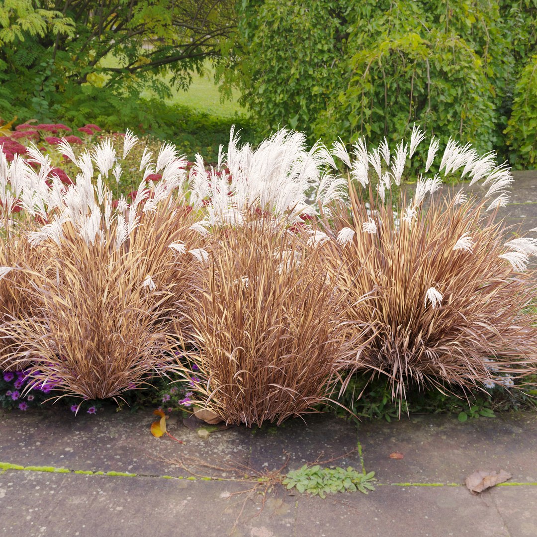Miscanthus Purpurascens 3D model https://p.turbosquid.com/ts-thumb/Wd/Uj9XZk/jK/preview5fg/jpg/1660369931/1920x1080/fit_q87/222f1553670648c33ec35ed087c0f38c956c4063/preview5fg.jpg