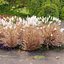 Miscanthus Purpurascens
