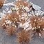 Miscanthus Purpurascens