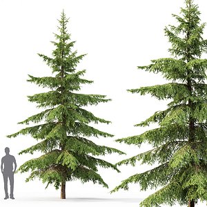 spruce tree nature 3D model