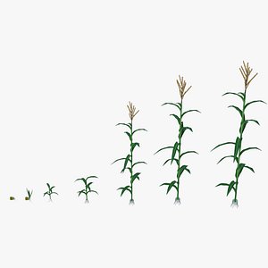 3D Corn plant