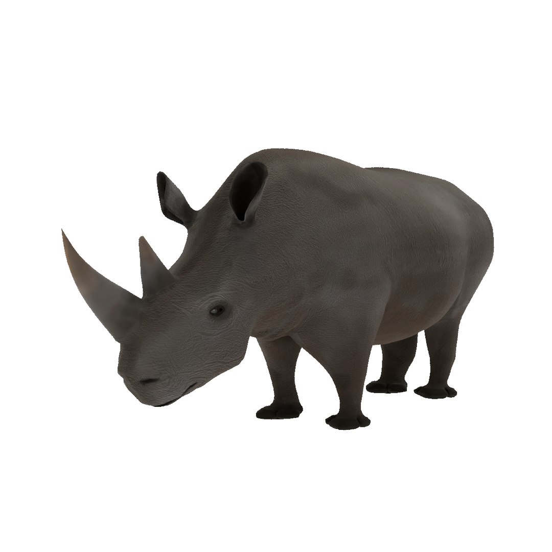 Rhinoceros 3d Model 3d Turbosquid 2313338