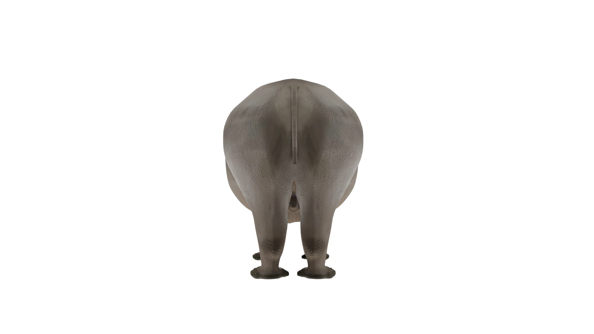 Rhinoceros 3D Model 3D https://p.turbosquid.com/ts-thumb/Wd/hA3MFN/Ki/rhino4/png/1732385384/1920x1080/fit_q87/96d007a2d058a885572f056eae6efb0451485126/rhino4.jpg