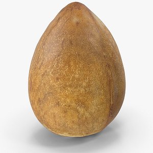 Avocado Seed 3D model