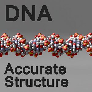 dna molecule 3d model