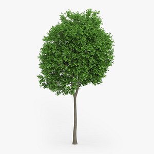 Norway Maple Tree 14m