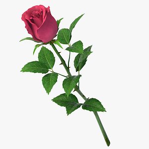 rose v9_red