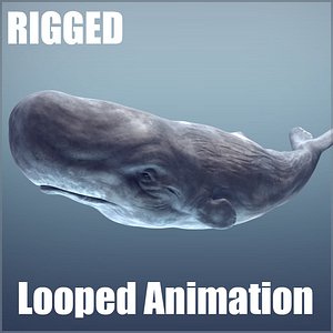 3d model sperm whale