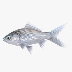 silver fish animation 3D model