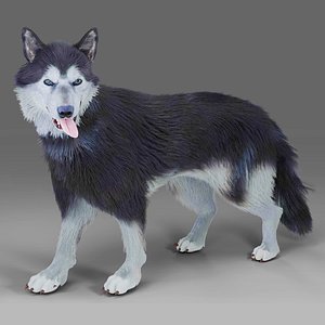 3D Fur Gray Wolf Rigged and Animation V01 model