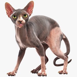 sphynx cat rigged 3D model