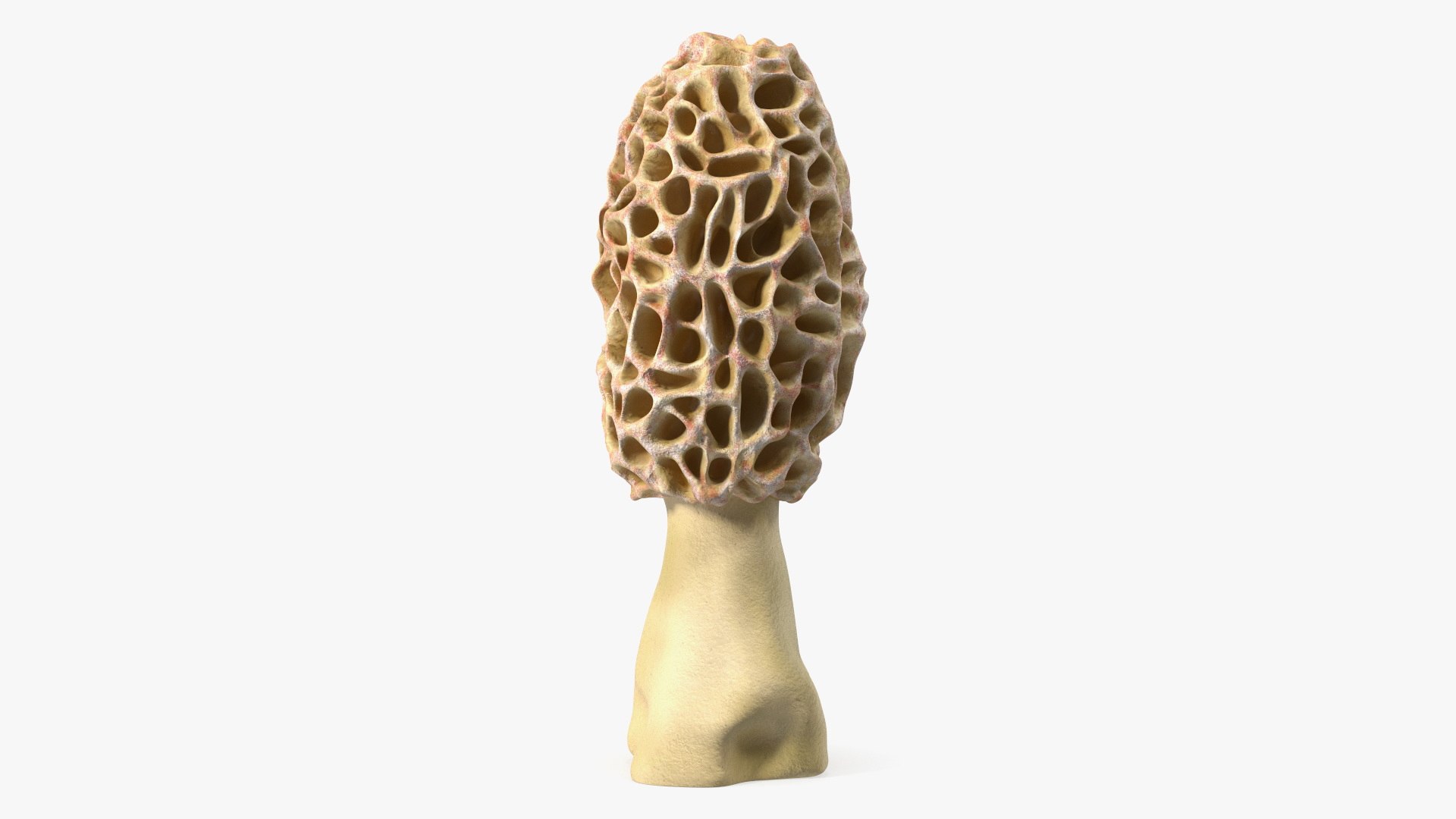 Morchella Fungi 3D model preview