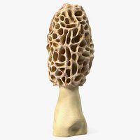 Morchella Fungi