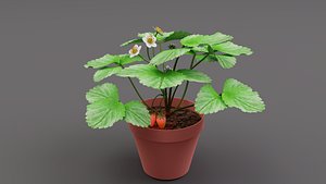 Strawberry plant
